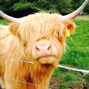 Meet your Posher, Adele